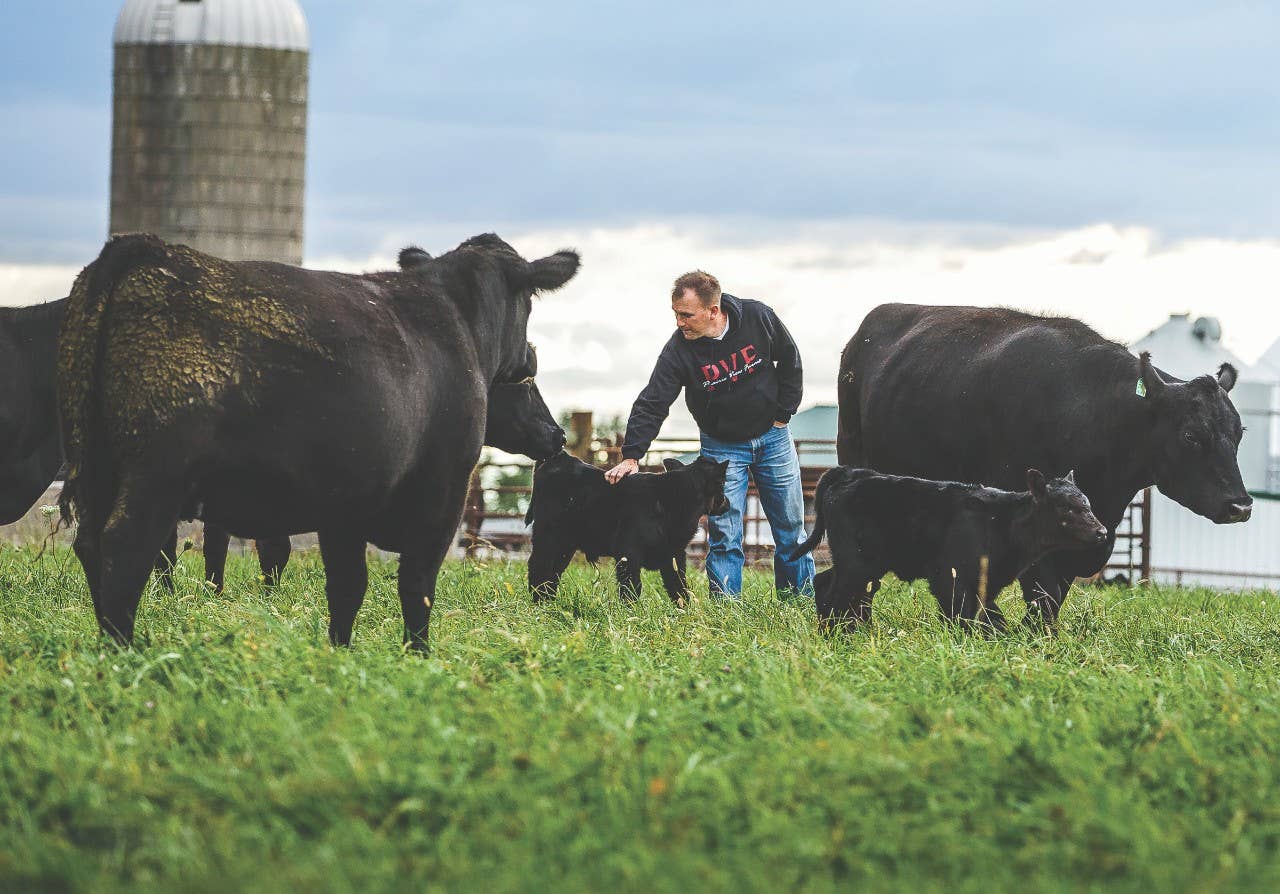 Farmer with cattle in field